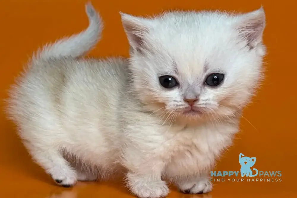 Zynar Munchkin male black silver shaded - live animals