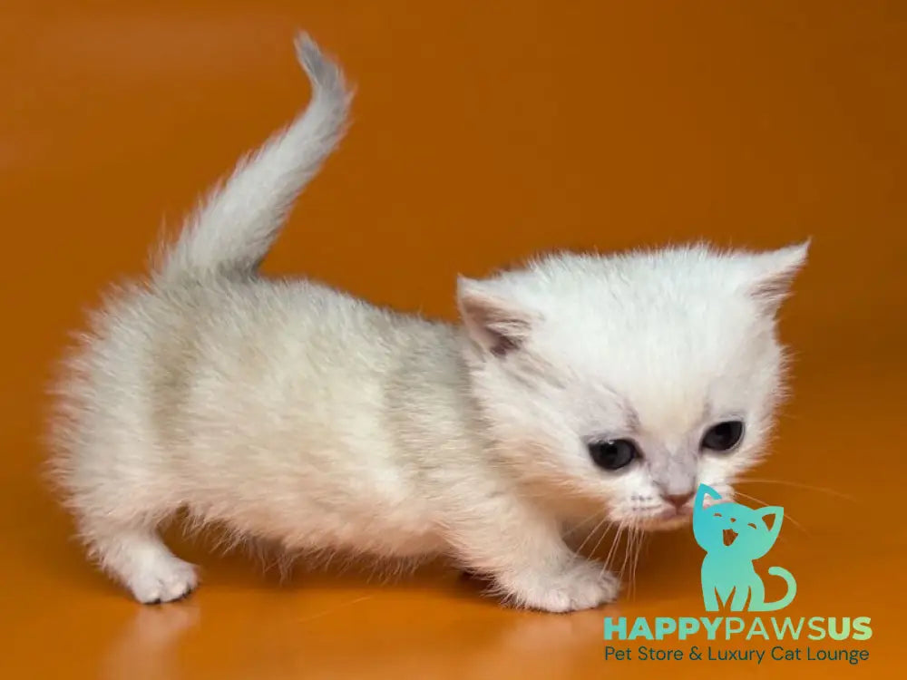 Zynar Munchkin male black silver shaded - live animals