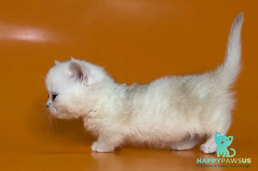Zynar Munchkin male black silver shaded - live animals