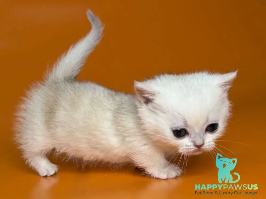Zynar Munchkin male black silver shaded - live animals