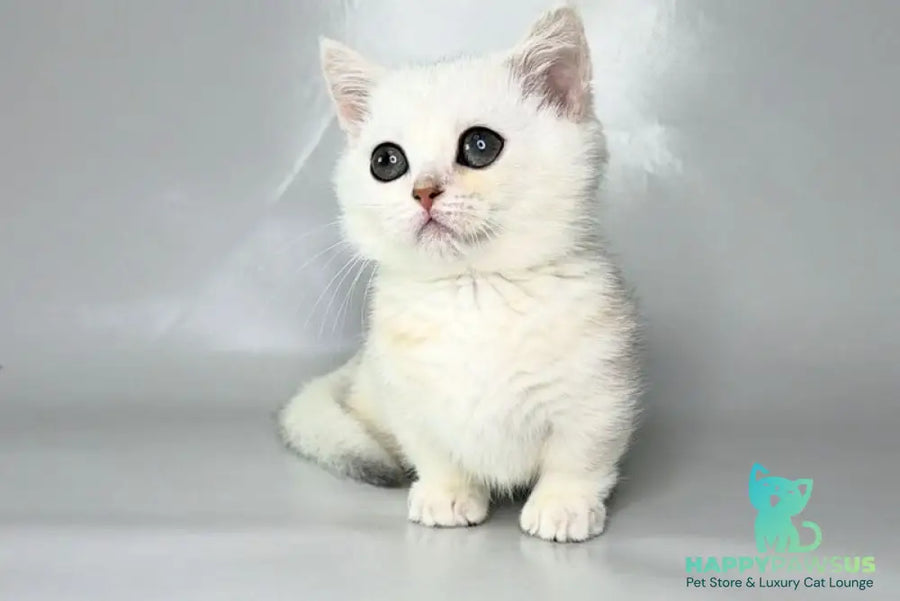 Zynar Munchkin male black silver shaded - live animals