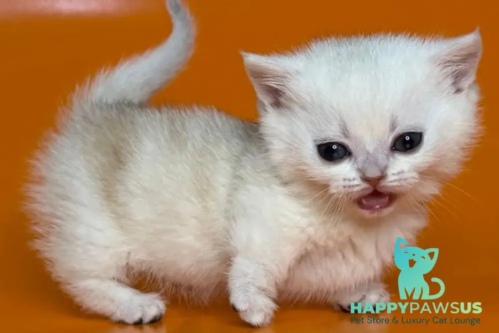 Zynar Munchkin male black silver shaded - live animals