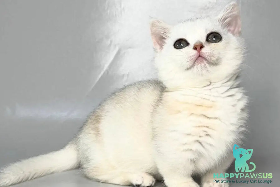 Zynar Munchkin male black silver shaded - live animals