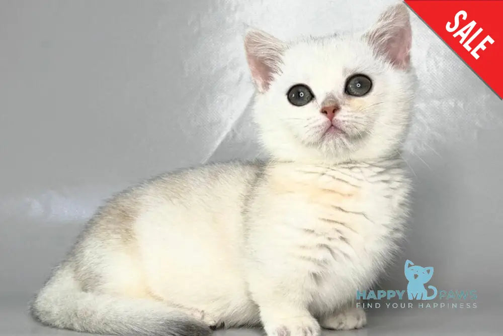 Zynar Munchkin male black silver shaded - live animals