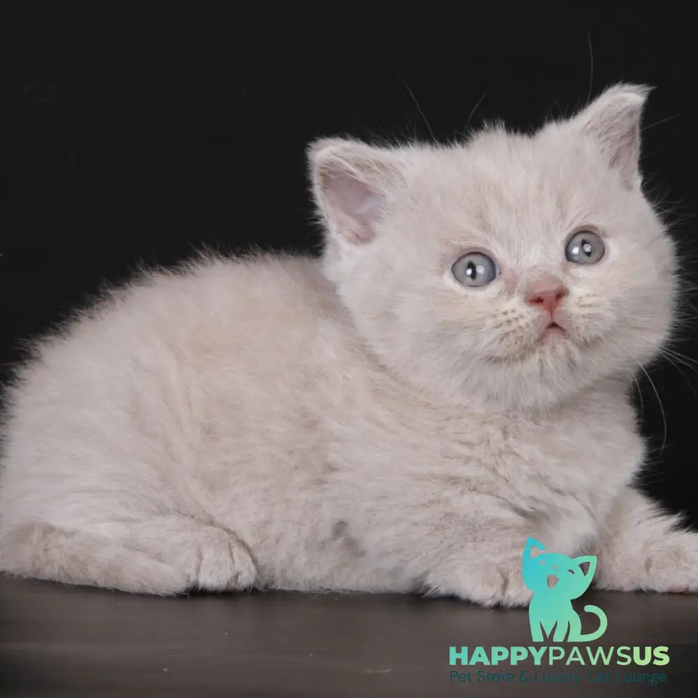 Zyro Munchkin male lilac - live animals