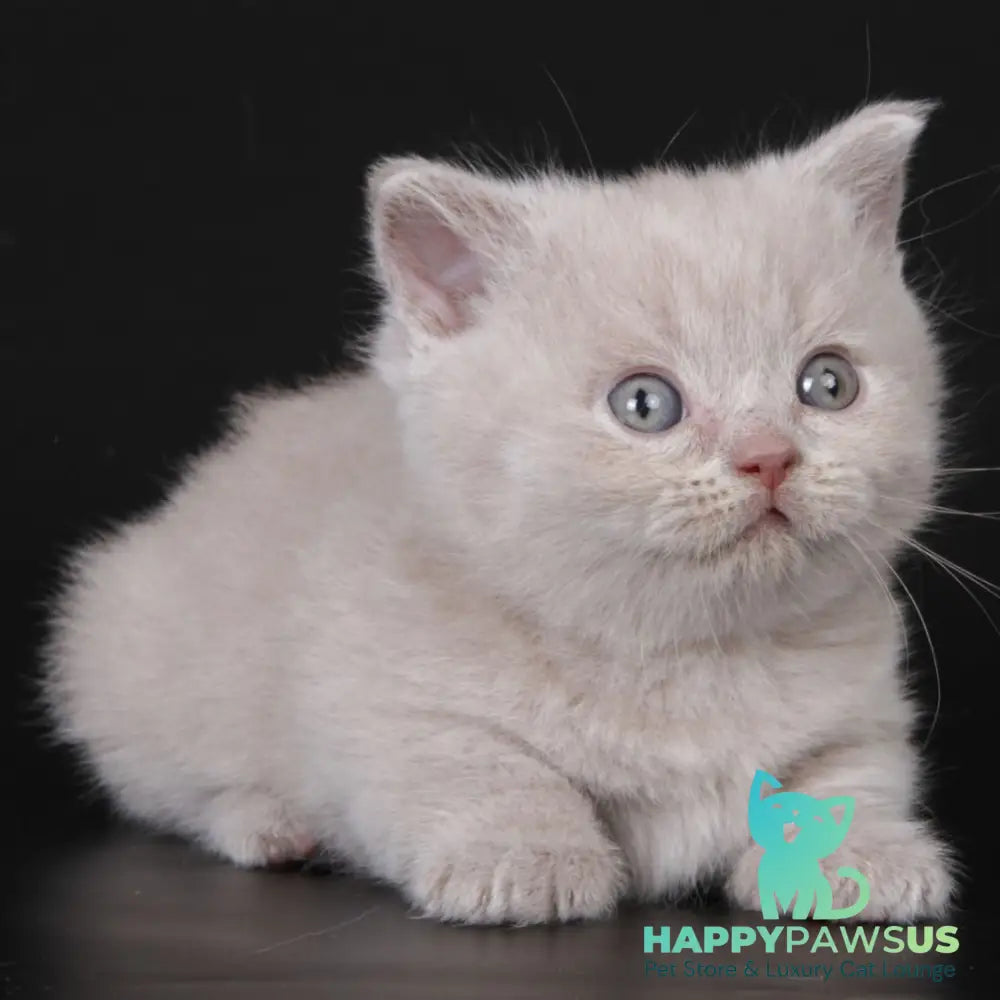 Zyro Munchkin male lilac - live animals