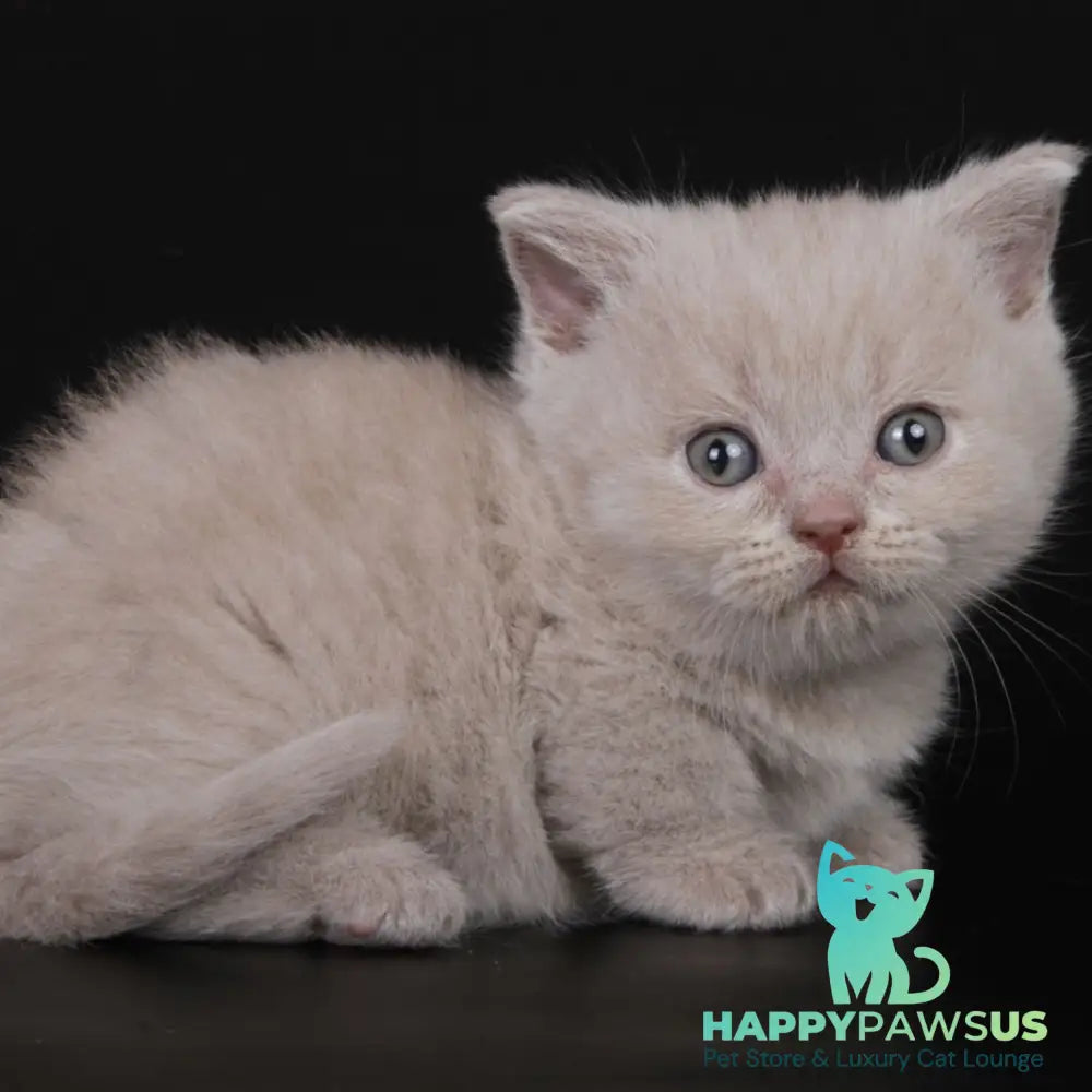 Zyro Munchkin male lilac - live animals