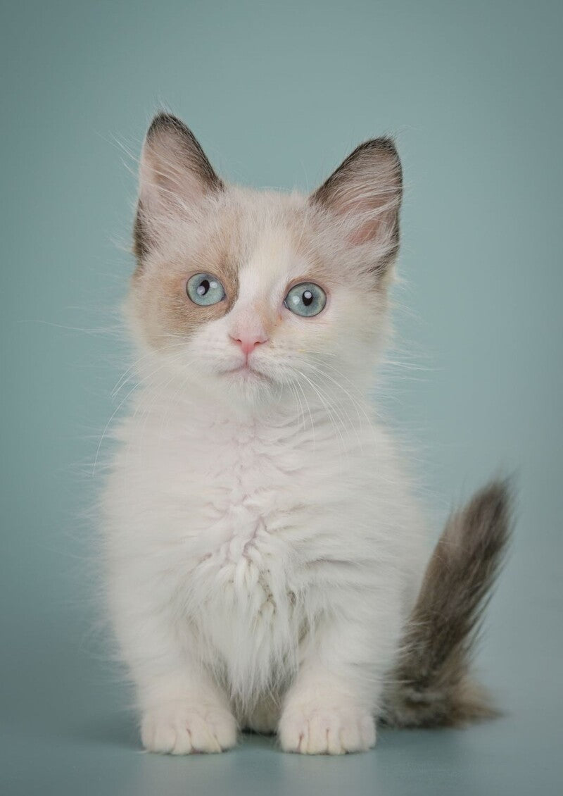 Top 5 Most Popular Kittens in the US Right Now