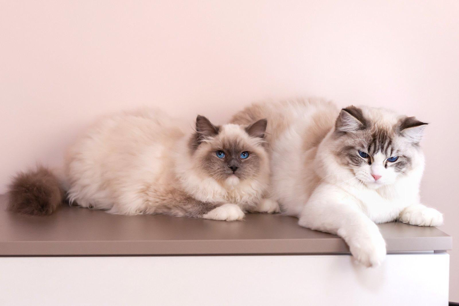 Top 7 Hypoallergenic Cat Breeds That Are Great for Allergy Sufferers