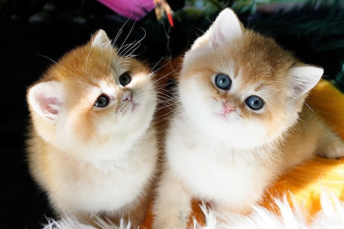 How to Toilet Train Your Cat: A Step-by-Step Beginner’s Guide