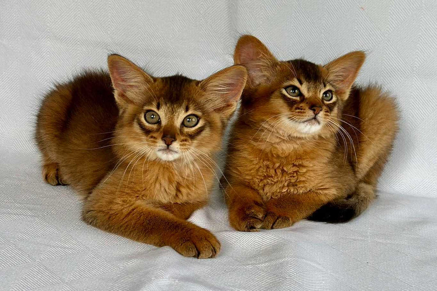 A Complete Guide to Cat Nutrition for Every Life Stage