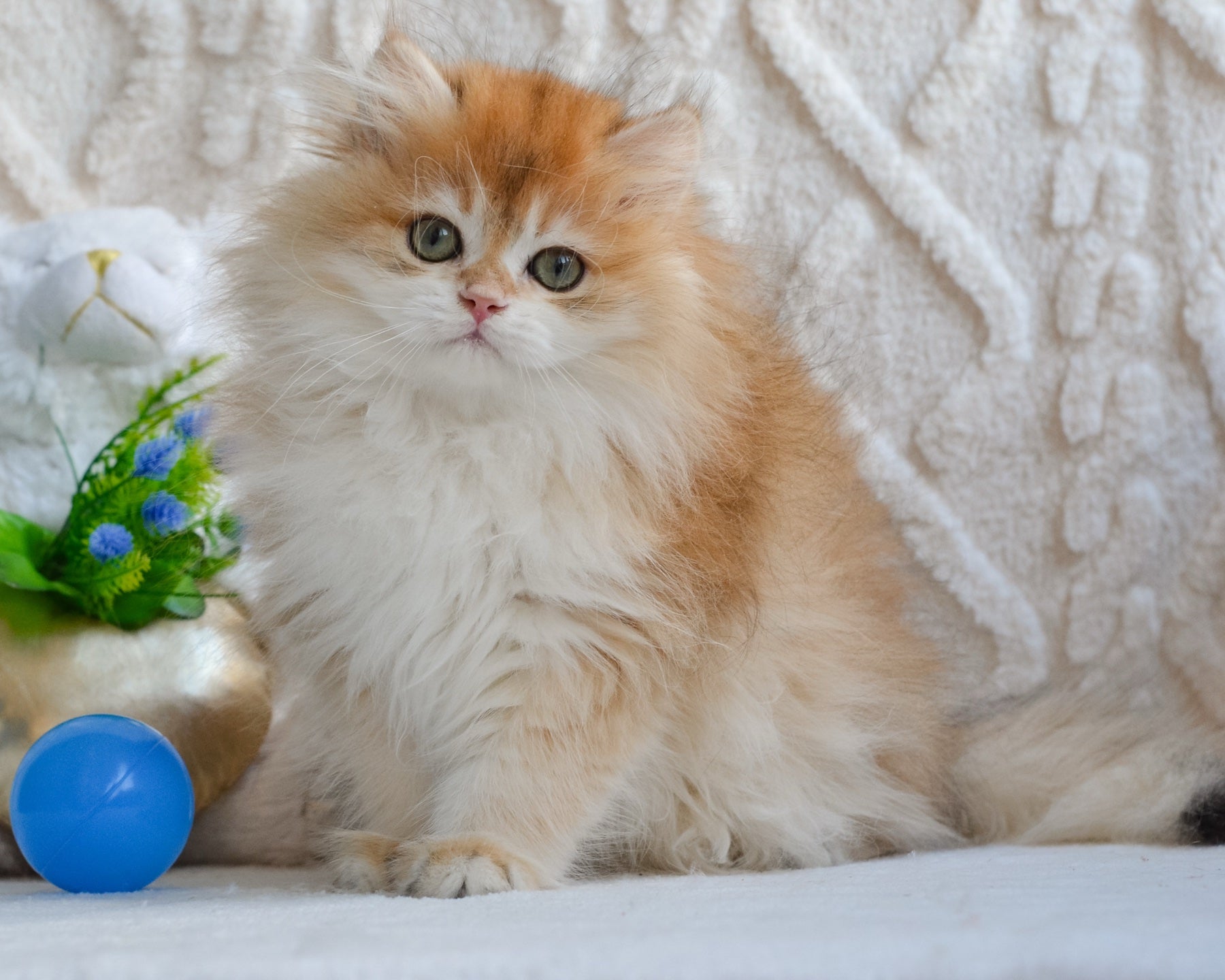 British Longhair Health Issues: Symptoms & Prevention