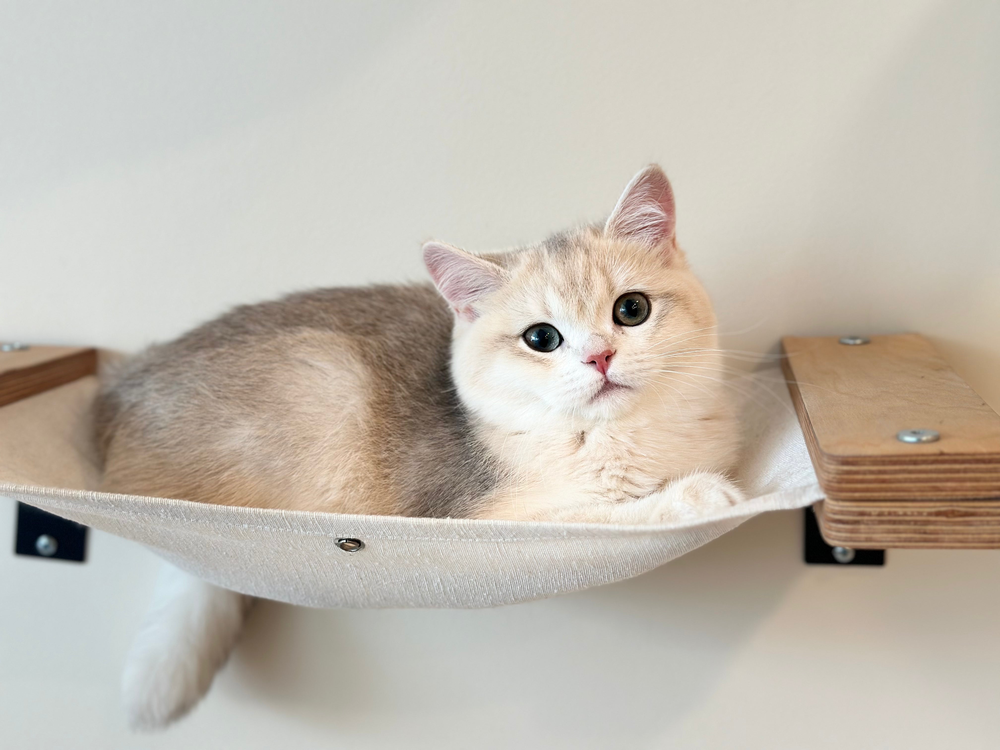 It is important to note that there are several things you could be allergic to before you assume that you have a cat allergy