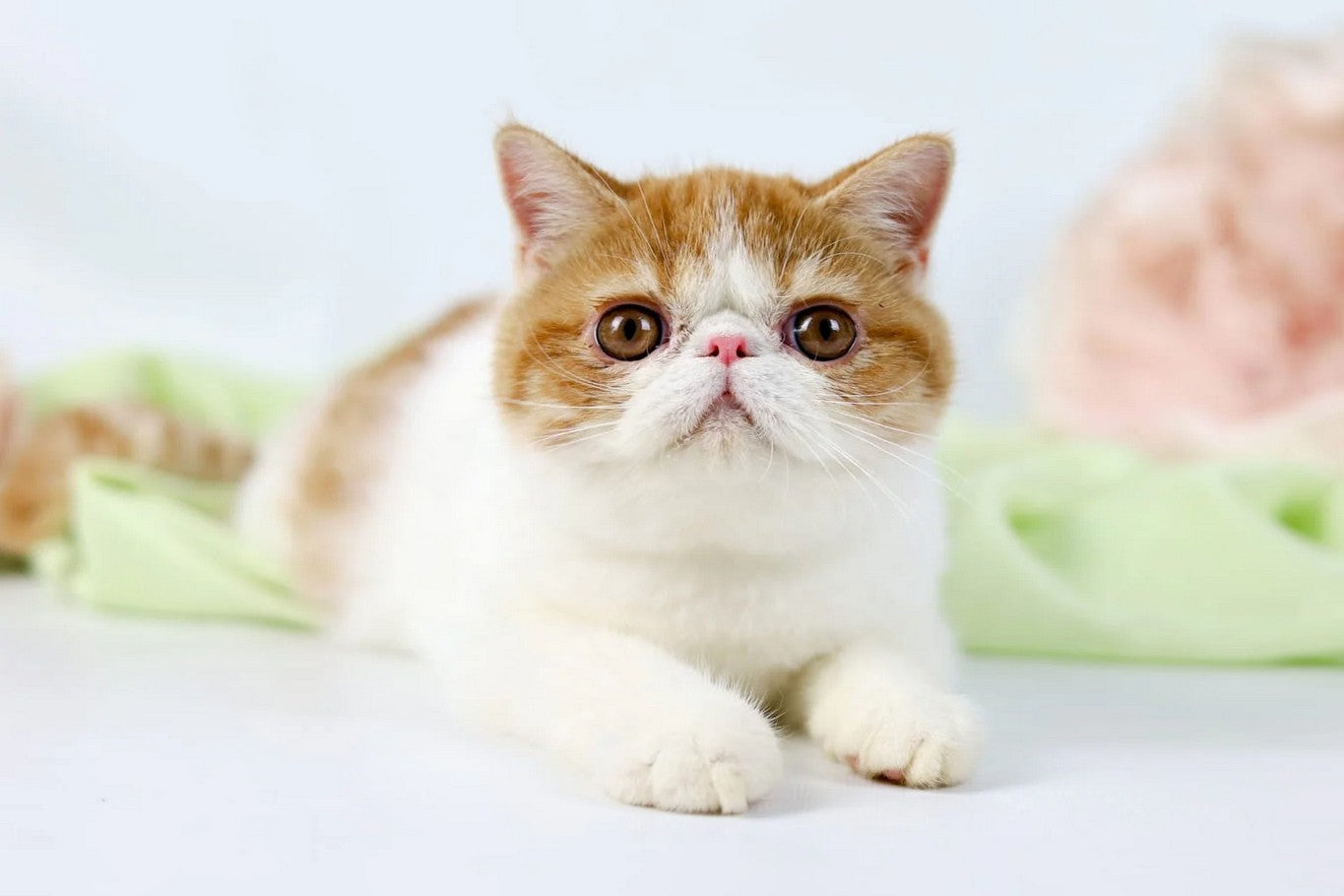 Exotic Cat Breeds: What to Know Before Bringing One Home