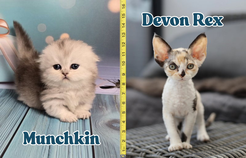 The Smallest Cats in the World: Tiny But Mighty!