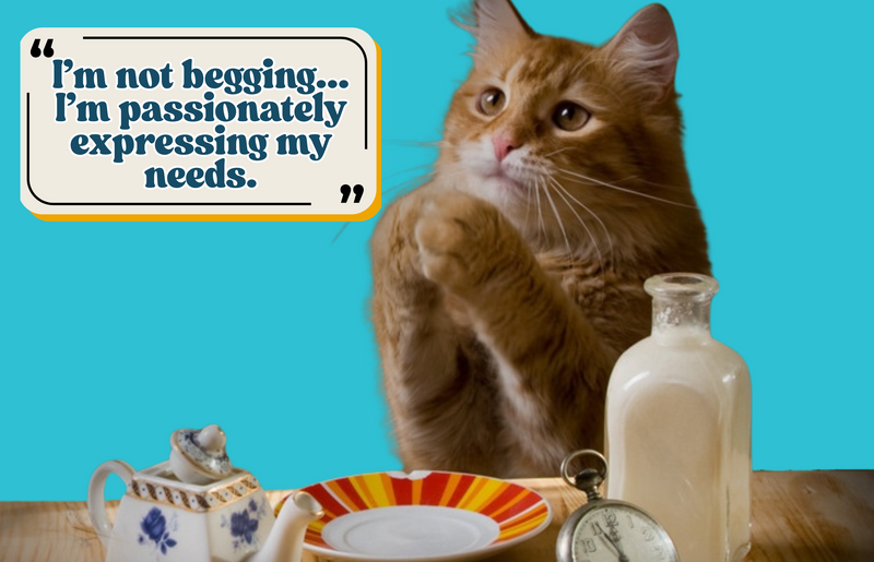 Why Does a Cat Constantly Ask for Food?
