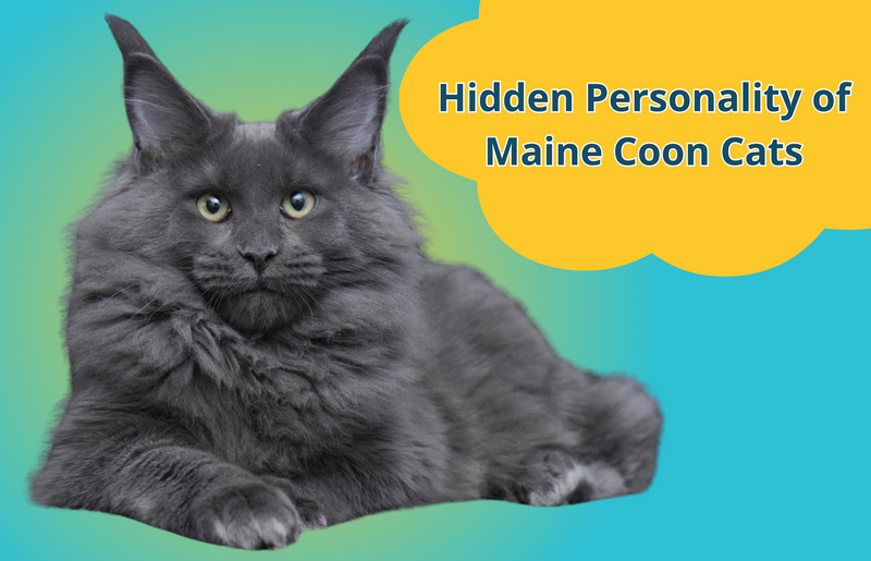 What’s the Hidden Personality of Maine Coon Cats?