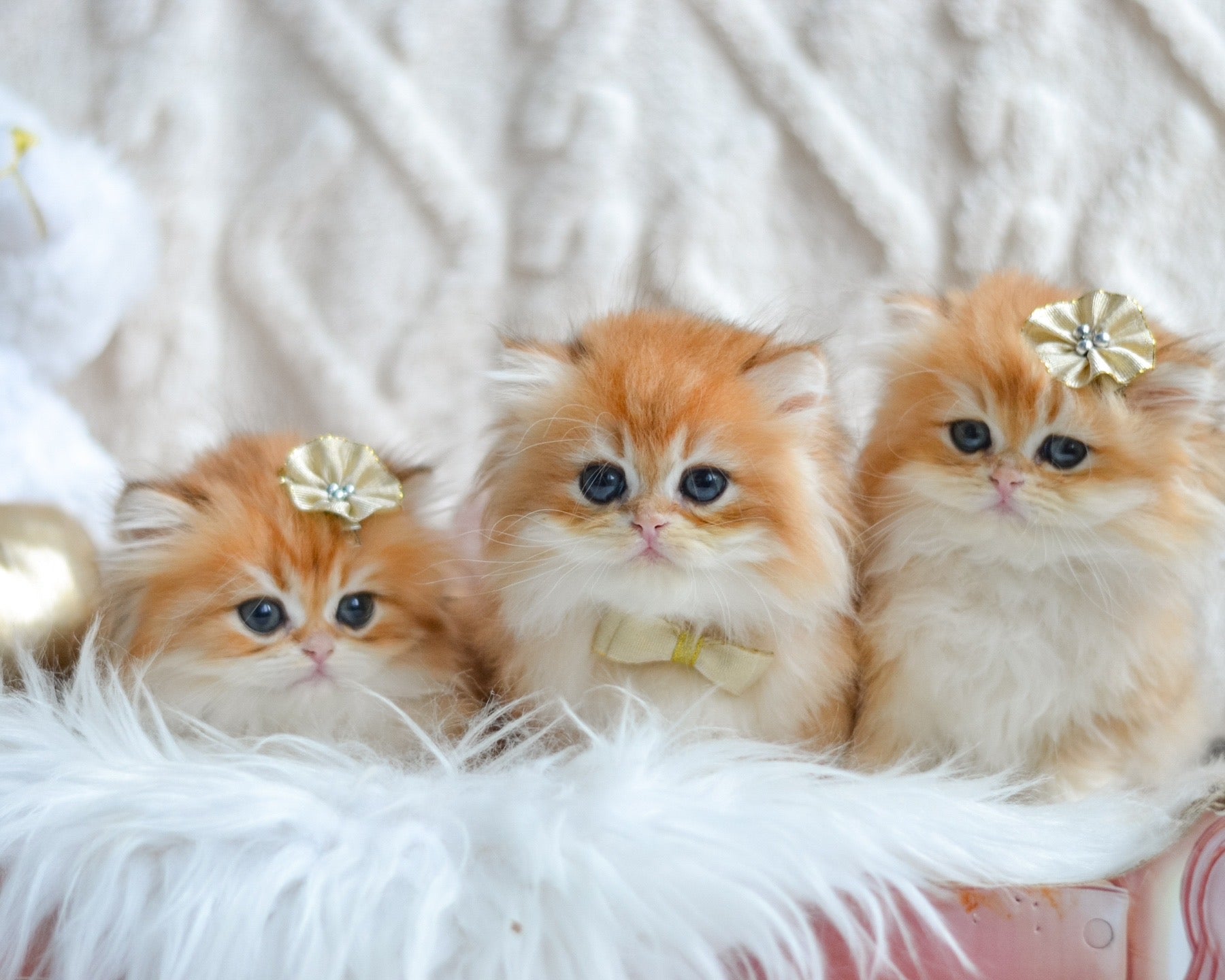 How to Groom Longhaired Cats: HappyPawsUS Tips