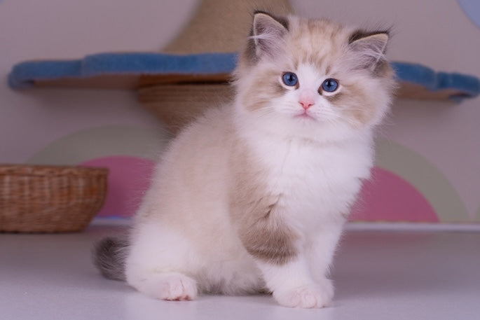 The 6 Best Cat Breeds for Apartment Living