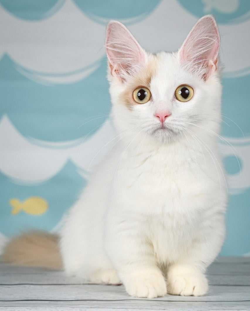 The 6 Best Cat Breeds for Apartment Living