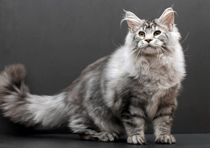 Meet the Giants: The Largest Domestic Cat Breeds