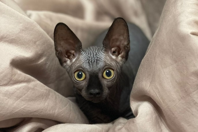 Sphynx Cat Care: Everything You Need to Know