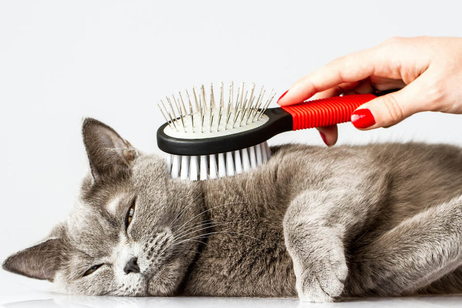 How to Groom Longhaired Cats: HappyPawsUS Tips