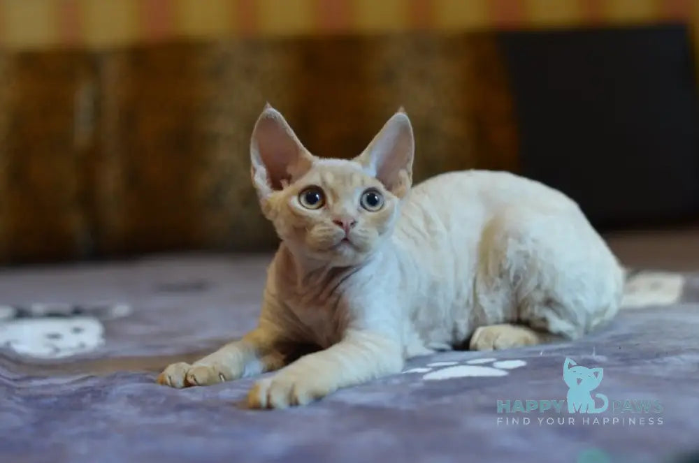 The Best Hypoallergenic Cat Breeds in 2025