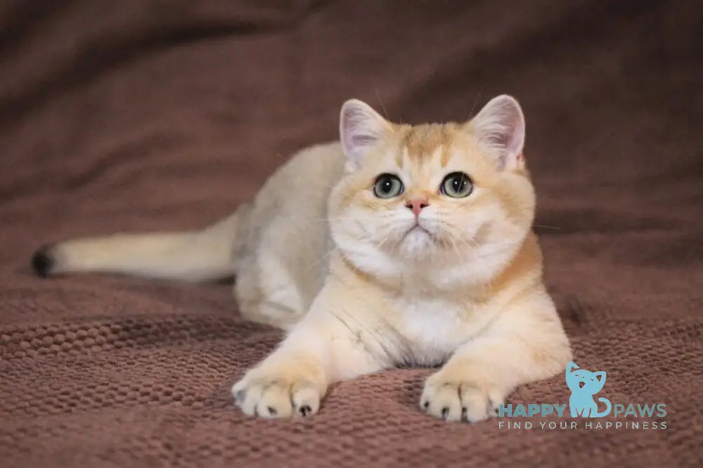 How to Reduce Shedding: Cat Hair Control Tips