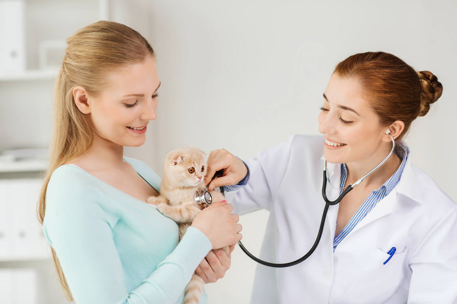 Your Cat’s Health: Tips
