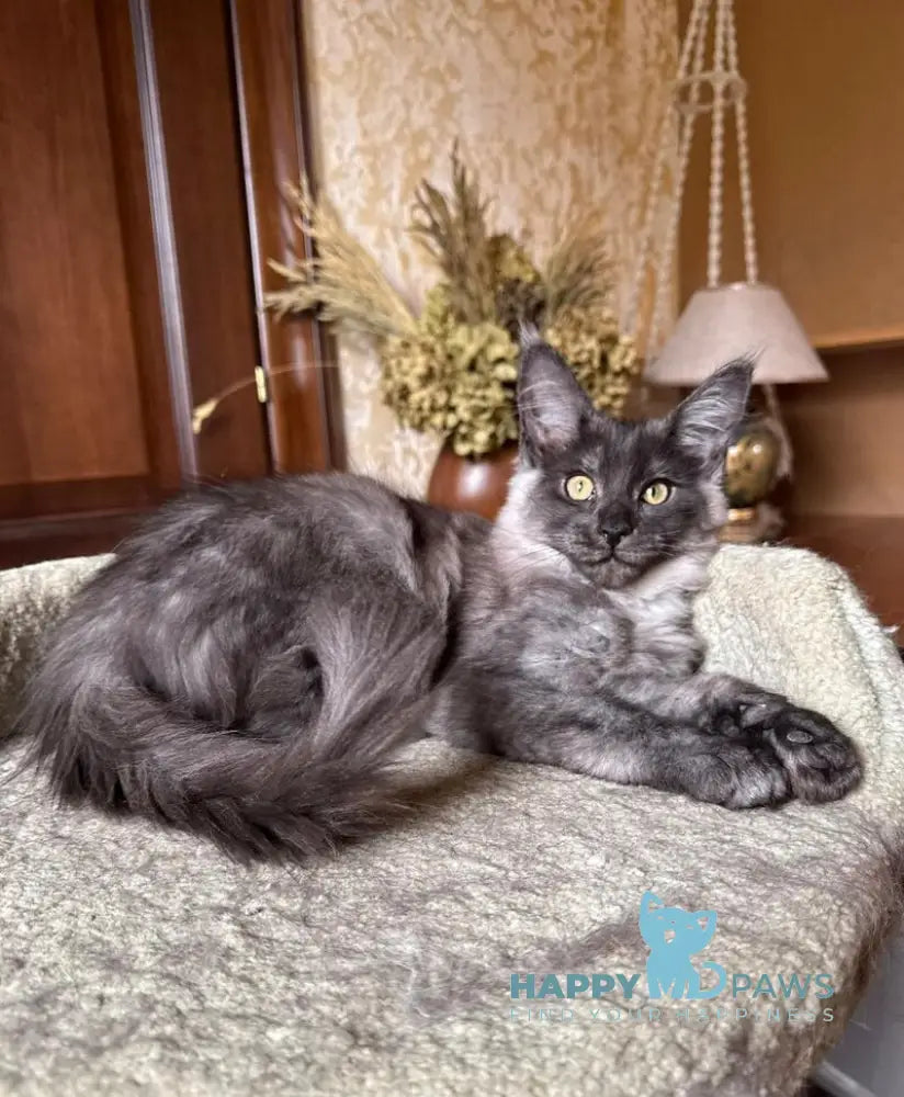 Choosing the Best Cat Carrier: Safety and Comfort Tips