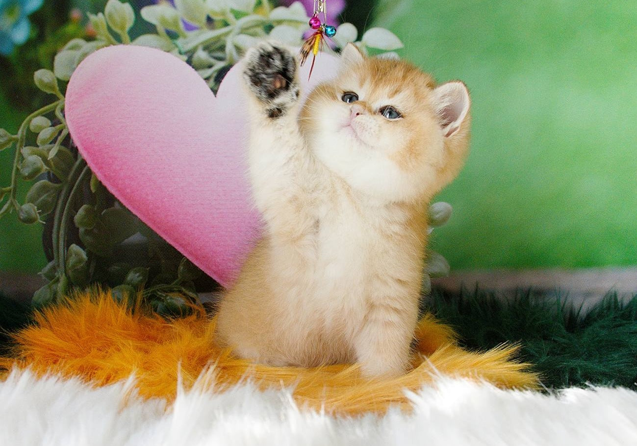 Sphynx Cat Care: Everything You Need to Know