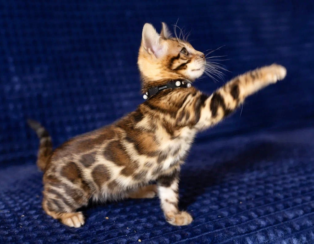 5 Low-Maintenance Cat Breeds Perfect for Busy People