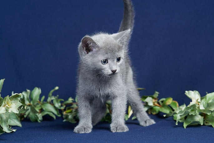 How to Tell If You’re Allergic to Cats and What You Can Do