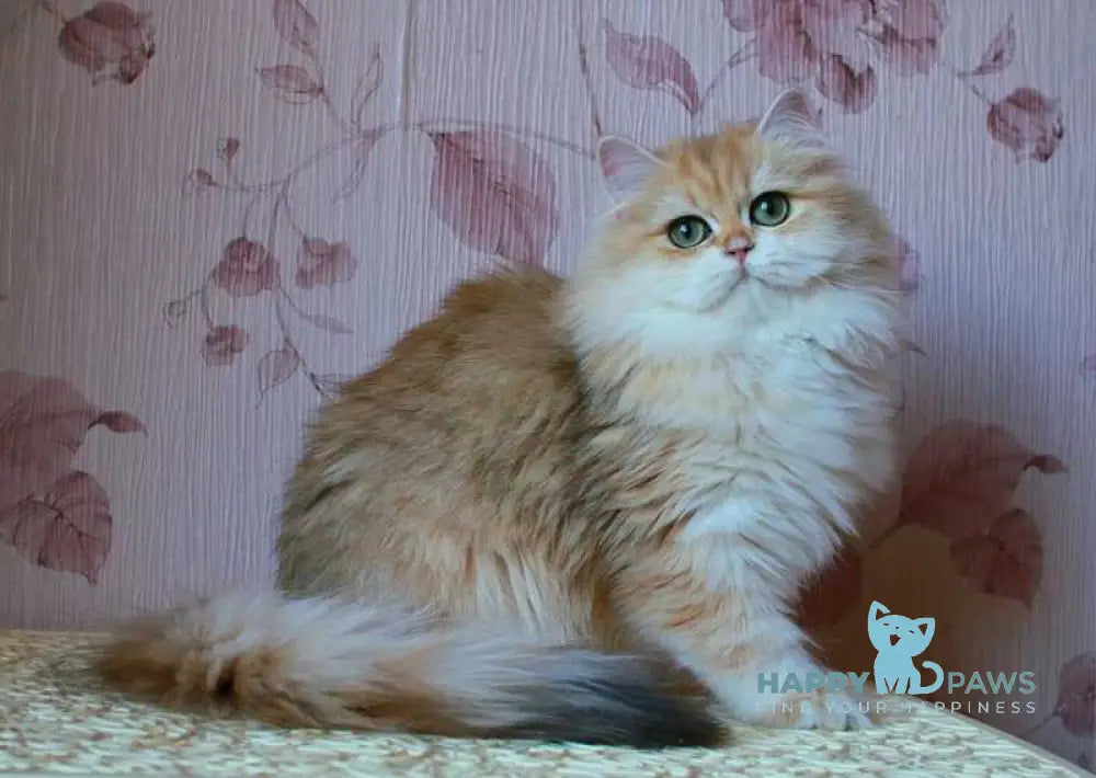 Top 10 Best Cat Toys in 2025: What Your Cat Will Love