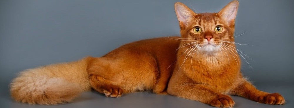 Somali kitten for sale