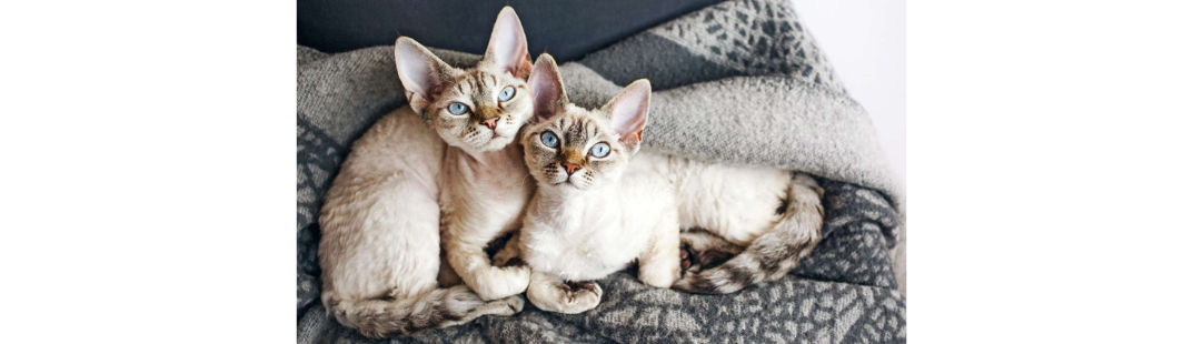 Devon Rex kitten for sale