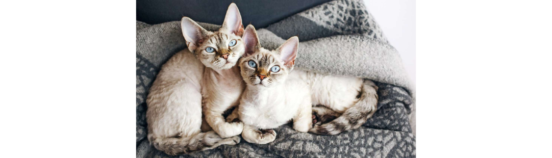 Devon Rex