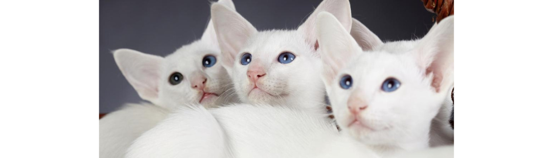 Oriental Shorthair kitten for sale