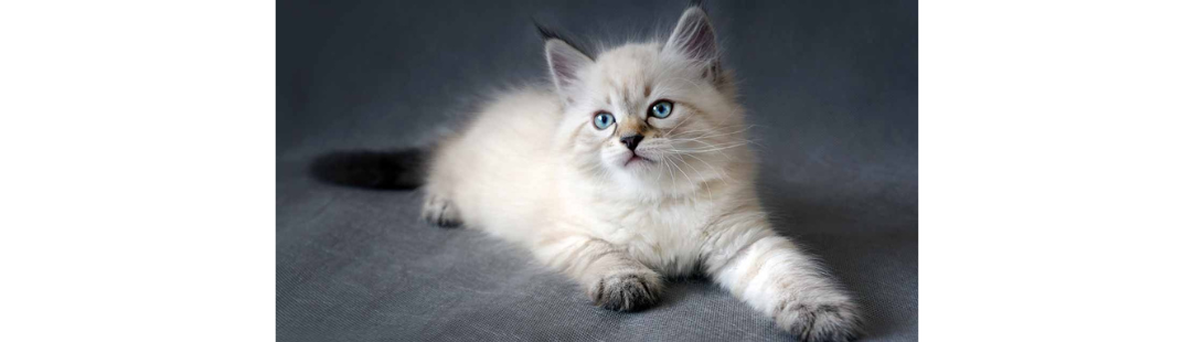 Siberian kitten for sale