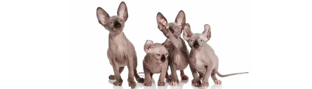 Elf Kittens for Sale, Elf Cats Price in Pembroke Pines, Why These Sphynx Kittens Make OUTSTANDING Family Pets
