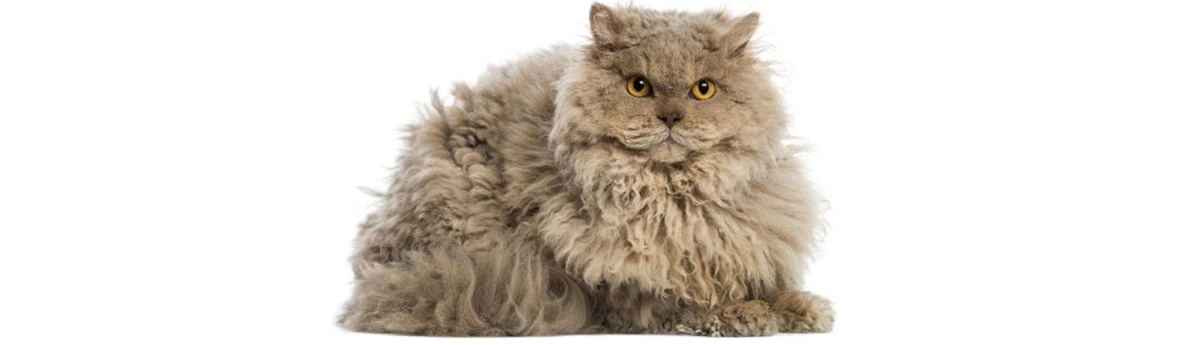 Selkirk Rex