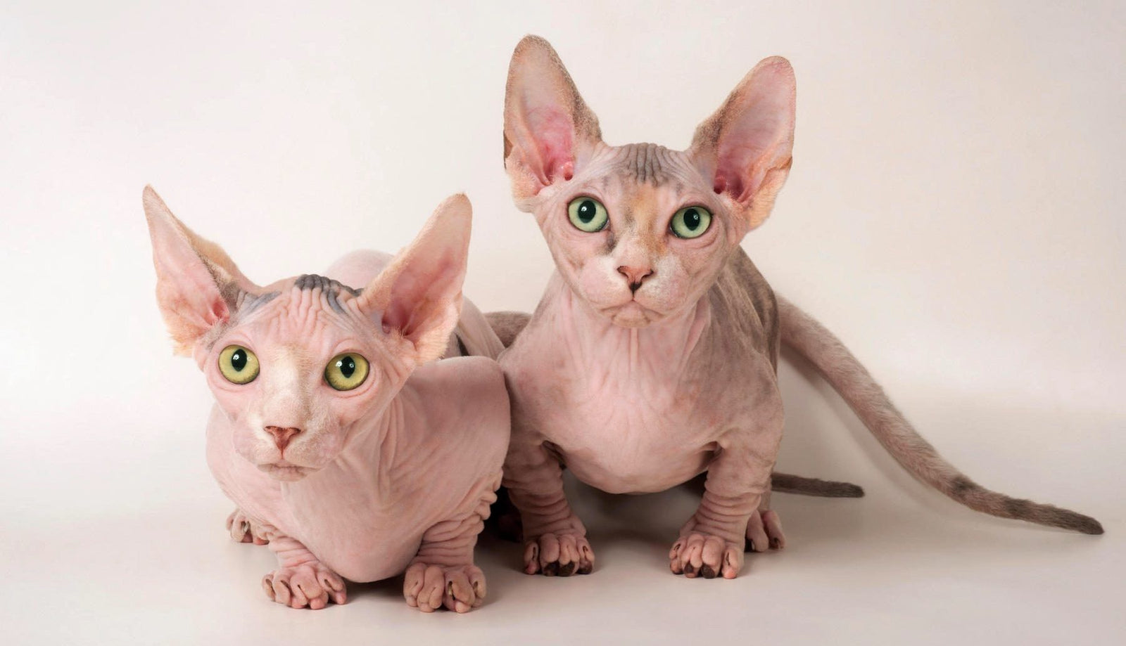 Bambino kitten for sale