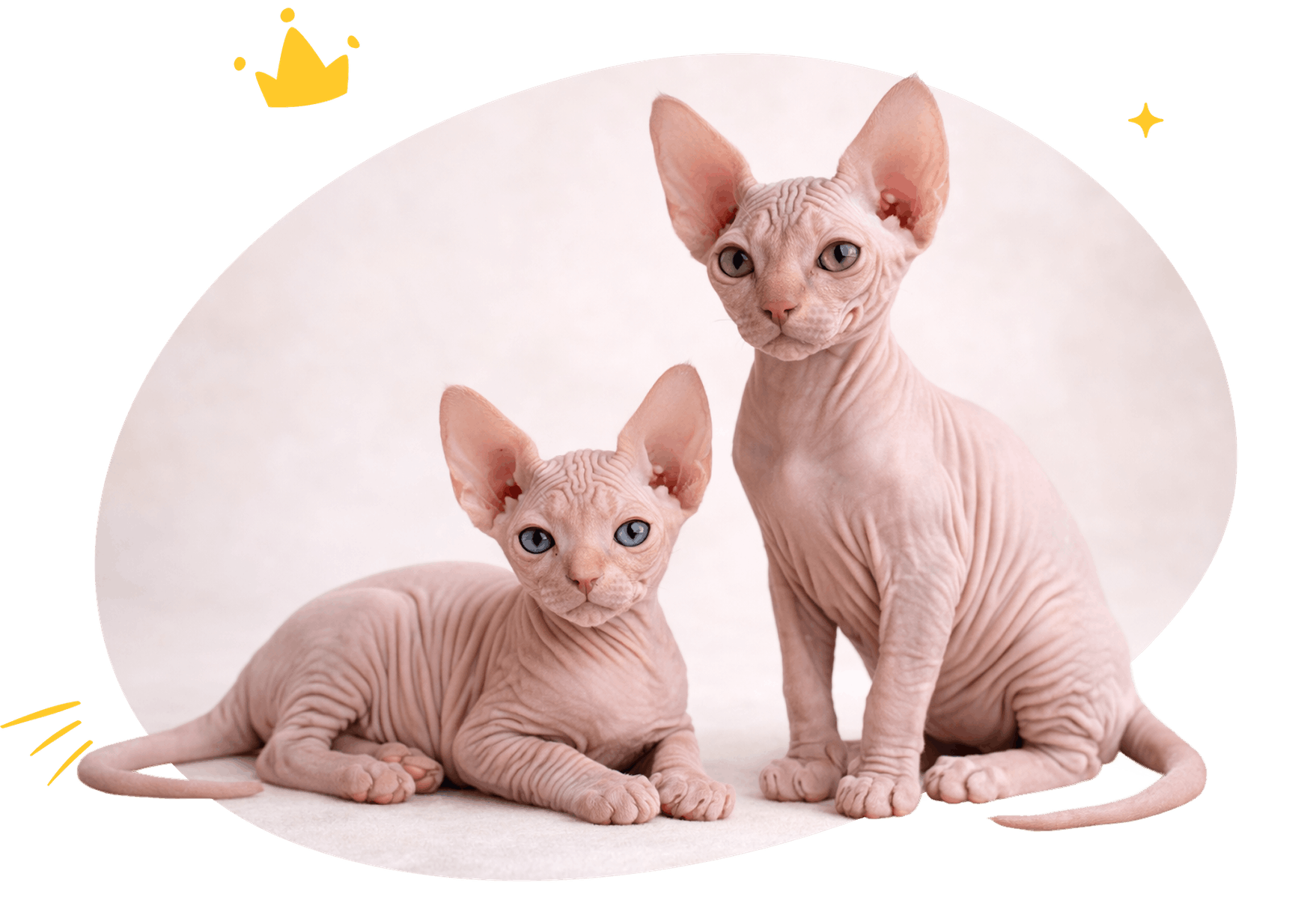 Hypoallergenic