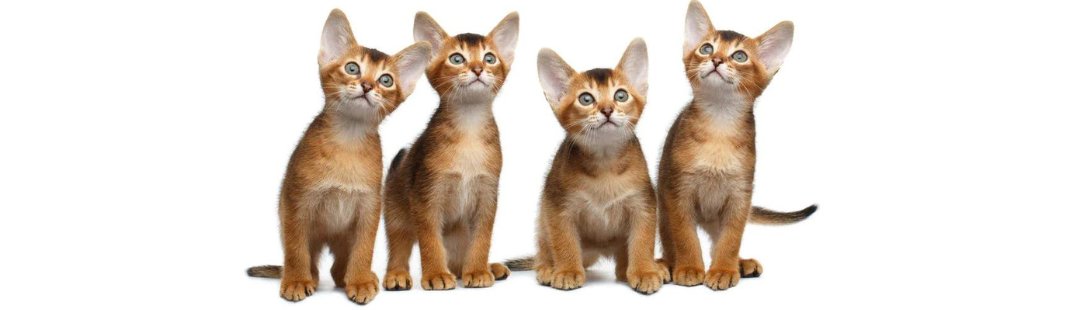 Abyssinian kitten for sale