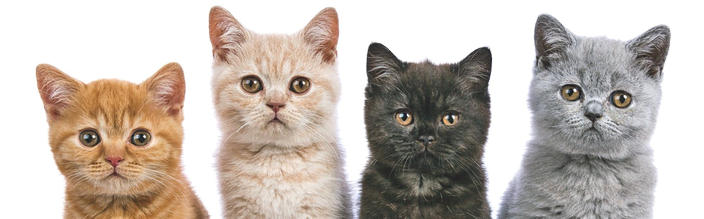 Scottish Straight kitten for sale