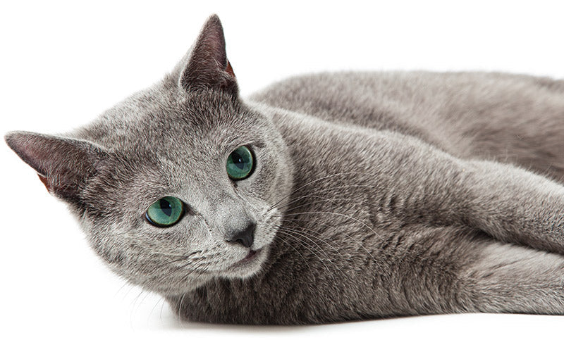 Russian Blue kitten for sale