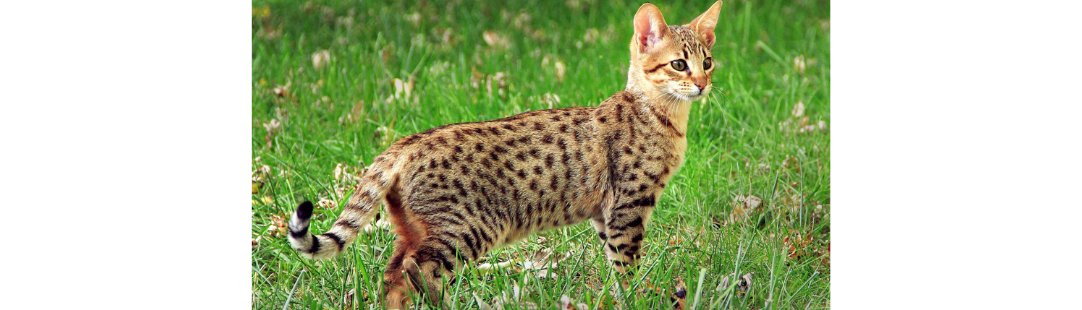Savannah kitten for sale