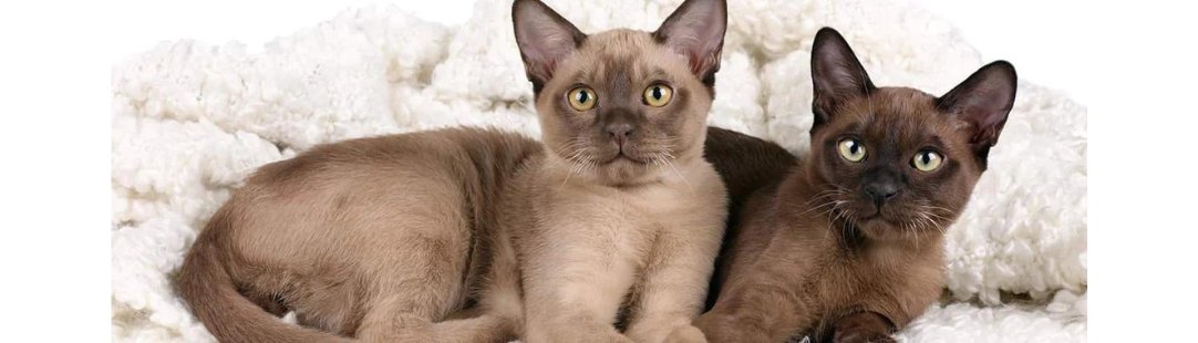 Burmese kitten for sale
