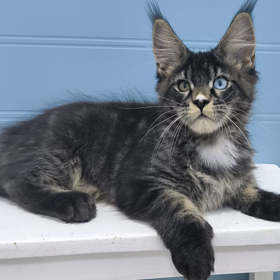Joker Maine Coon male, black tabby with white